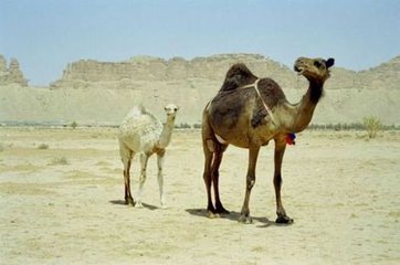 t01e7af5286c123d0ae.jpg